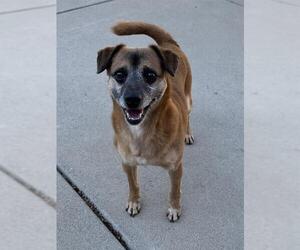 Dachshund-Shiba Inu Mix Dogs for adoption in Sacramento, CA, USA