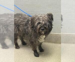 Mutt Dogs for adoption in Las Vegas, NV, USA