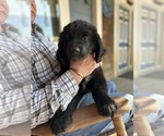 Small #1 Newfoundland