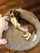 Small Photo #1 Basset Hound Puppy For Sale in PHOENIX, AZ, USA