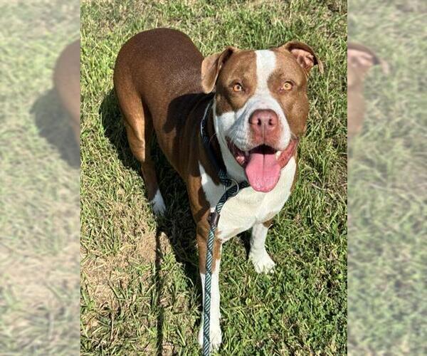 Medium Photo #2 American Bulldog Puppy For Sale in Fort Lauderdale, FL, USA