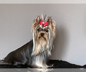 Mother of the Yorkshire Terrier puppies born on 04/20/2025