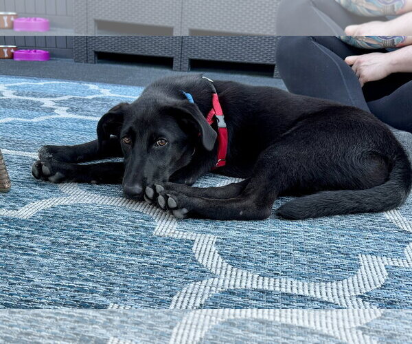 Medium Photo #6 Labrador Retriever-Unknown Mix Puppy For Sale in Wakefield, RI, USA