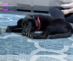 Small #5 Labrador Retriever Mix