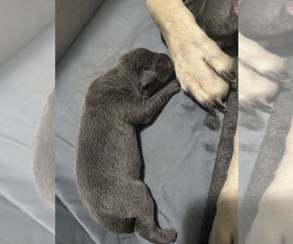 Medium Photo #1 Cane Corso Puppy For Sale in STUART, IA, USA