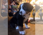 Small #15 Bernese Mountain Dog