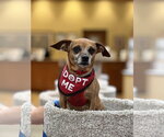 Small #2 Chiweenie