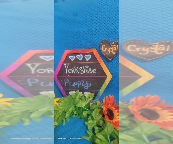 Medium Photo #9 Yorkshire Terrier Puppy For Sale in AKRON, OH, USA