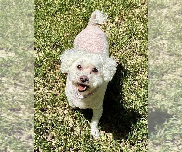 Medium Photo #1 Bichon Frise Puppy For Sale in Lee's Summit, MO, USA