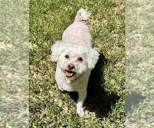 Bichon Frise Dogs for adoption in Lee's Summit, MO, USA