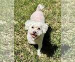 Small Bichon Frise