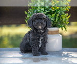 Puppy Holly Miniature Labradoodle