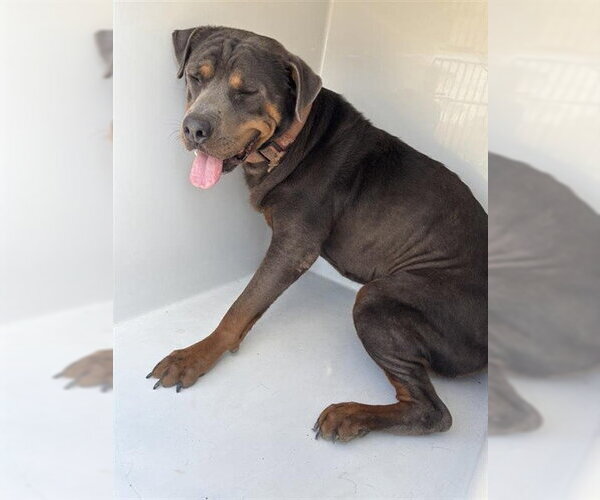 Medium Photo #1 Rottweiler Puppy For Sale in Houston, TX, USA
