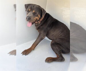 Rottweiler Dogs for adoption in Houston, TX, USA