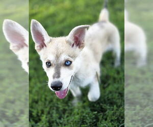 Huskies -Unknown Mix Dogs for adoption in Aurora, IN, USA
