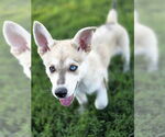 Small Huskies  Mix