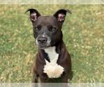 Small American Pit Bull Terrier Mix