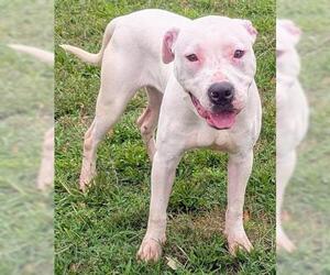 Mutt Dogs for adoption in Akron, OH, USA