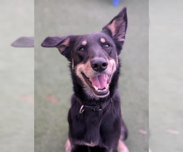 Medium Photo #2 Doberman Pinscher-German Shepherd Dog Mix Puppy For Sale in Sacramento, CA, USA