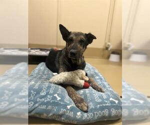 Medium German Shepherd Dog Mix