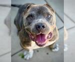 Small American Pit Bull Terrier