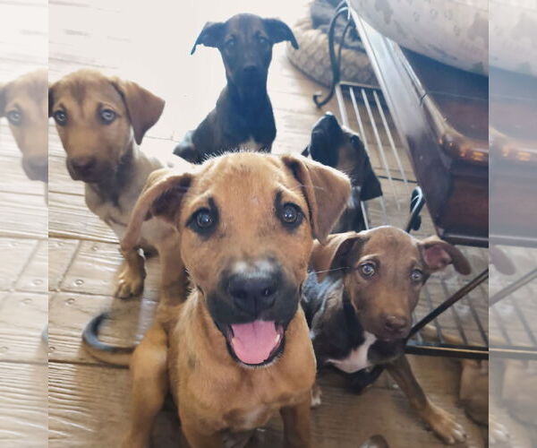 Medium Photo #3 Mutt Puppy For Sale in Fallbrook, CA, USA