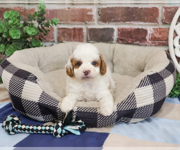 Medium Photo #1 Cavapoo (Miniature) Puppy For Sale in SYRACUSE, IN, USA