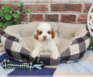 Cavapoo (Miniature) Puppy for sale in SYRACUSE, IN, USA