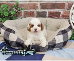 Small Cavapoo (Miniature)