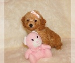 Small #2 Poodle (Toy)