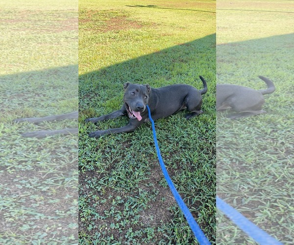 Medium Photo #11 American Staffordshire Terrier-Unknown Mix Puppy For Sale in Calhoun, GA, USA