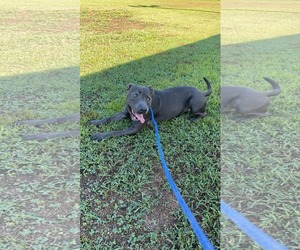 Thaddeus - Male American Staffordshire Terrier-Unknown Mix Dog for Adoption - Photo #11