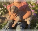 Small Photo #11 Weimaraner Puppy For Sale in WILLOWS, CA, USA