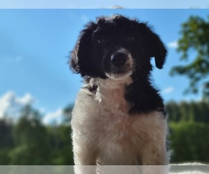 Aussiedoodle Miniature  Puppy for sale in LEBANON, OR, USA