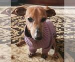 Small #1 Dachshund