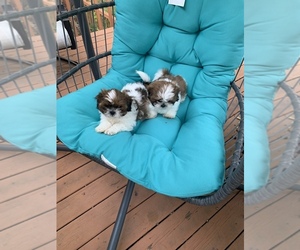 Shih Tzu Puppy for sale in INDIANOLA, IA, USA