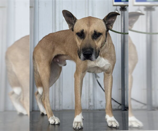 Medium Photo #1 Mutt Puppy For Sale in Bakersfield, CA, USA
