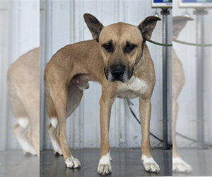 Mutt Dogs for adoption in Bakersfield, CA, USA