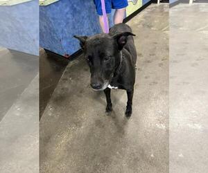Stormy-$75 Adoption Fee! Diamond Dog! - Female Labrador Retriever-Unknown Mix Dog for Adoption - Photo #3
