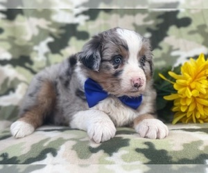 Australian Shepherd Puppy for sale in LAKELAND, FL, USA