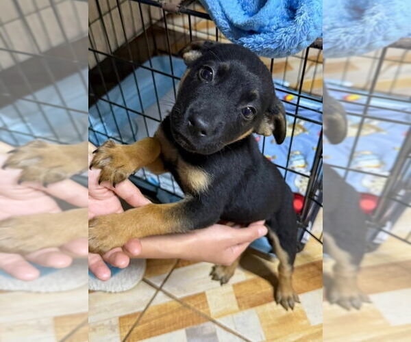 Medium Photo #3 Labrador Retriever-Unknown Mix Puppy For Sale in Dana Point, CA, USA