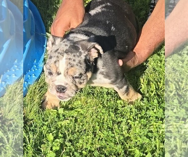 Medium Photo #5 English Bulldog Puppy For Sale in AKRON, OH, USA