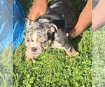 Small #4 English Bulldog