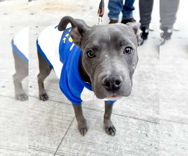Medium Photo #2 American Pit Bull Terrier-American Staffordshire Terrier Mix Puppy For Sale in Staten Island, NY, USA
