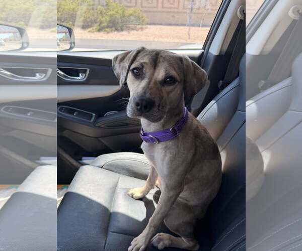 Medium Photo #4 Catahoula Leopard Dog-Unknown Mix Puppy For Sale in phoenix, AZ, USA
