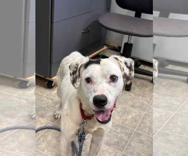 Medium Photo #15 English Setter-Labrador Retriever Mix Puppy For Sale in Rustburg, VA, USA