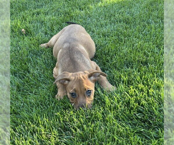 Medium Photo #4 Rottweiler-Unknown Mix Puppy For Sale in Lakewood, CO, USA