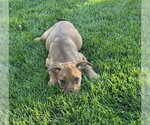 Small Photo #4 Rottweiler-Unknown Mix Puppy For Sale in Lakewood, CO, USA