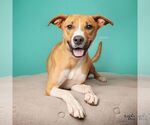 Small #9 Beagle Mix