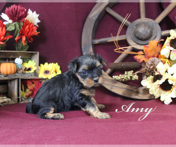 Full screen Photo #4 Yorkshire Terrier Puppy For Sale in CHANUTE, KS, USA